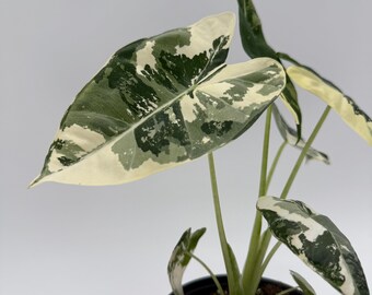 Variegated Alocasia Frydek – Rare Indoor Houseplant (4" Pot)