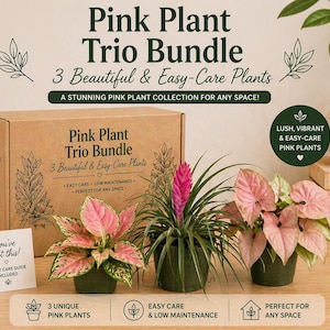 May include: A Pink Plant Trio Bundle featuring three unique, easy-care plants with pink foliage. The plants are in small green pots, displayed with a cardboard box that reads "Pink Plant Trio Bundle". The image includes text that says "You've got this!"