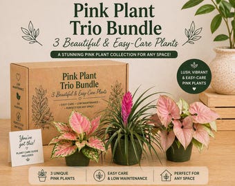 Pink Plant Bundle Mystery Box - Three Pink Plants in 4-Inch Pots