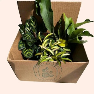 Pet Friendly Mystery Bundle Box - 3 Non-Toxic Plants in 4&quot; Pots