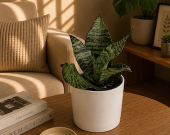 Sansevieria Robusta Plant | Easy Care Snake Plant, Beginner Indoor Houseplant