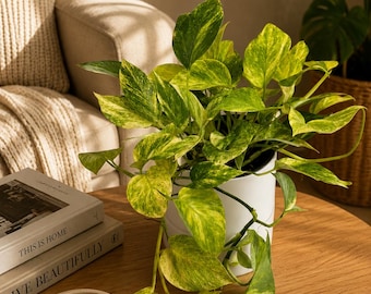 New Pothos Neon Queen 6” Pot – Rare Collector’s Plant for Indoor