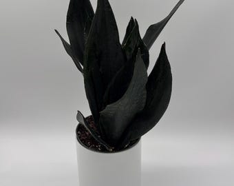 Sansevieria 'Black Dragon' – 6" Potted Snake Plant, Easy Indoor Grower