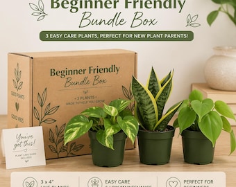 Beginner Friendly Mystery Box Bundle - 3 Plants in 4-inch Pots