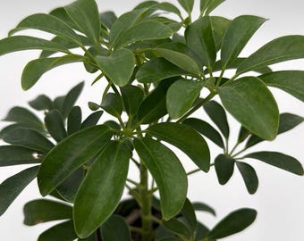 Umbrella Tree | 6" Potted Live  Plant