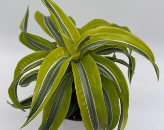 Dracaena Lemon Surprise  6" pot  House Plant Beginner Friendly Low Maintenance Vibrant Foliage Decorative Home Accent