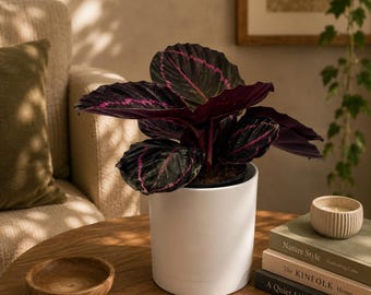 Calathea Dottie 6" Pot
