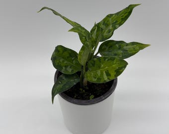 Aglaonema Pictum Tricolor Starter Plant (ALL STARTER PLANTS