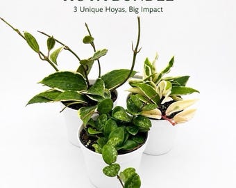 Hoya lovers Bundle Mystery Box - Three Hoya Plants in 4-Inch Pots