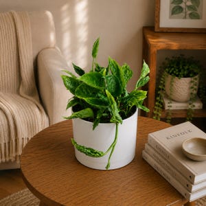 May include: A vibrant green pothos plant with textured, variegated leaves growing in a smooth, cylindrical white ceramic pot. The plant features multiple stems and pointed foliage that spills over the edge of the container, creating a lush appearance.