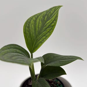 May include: A potted houseplant with large, textured green leaves. The plant is in a white ceramic pot, and the leaves have prominent veining. The plant is a vibrant green color, and the pot is set against a white background.