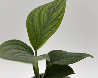Monstera Pinnatipartita 4" Pot Collector's Plant Tropical House Plant