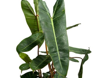 Philodendron Billietie 6" pot  Live Tropical House Plant with Unique Leaves, Beginner-Friendly Care