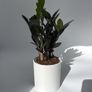 Rare Raven ZZ Plant 5" pot  - Black Foliage Tropical Houseplant, Easy Care