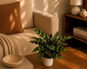 Prayer Plant ‘Calathea Lancifolia’ 4” Pot – Pet-Friendly Rattlesnake Plant | Purple Underside Leaves | Tropical Indoor Houseplant