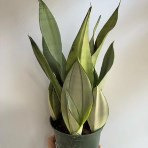 May include: A potted Sansevieria plant, also known as a snake plant, with long, upright, pale green leaves. The leaves have a subtle, striped pattern and are edged with a darker green. The plant is in a green plastic pot.