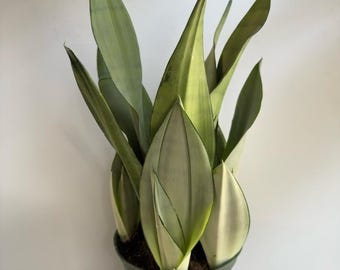 Moonshine Snake Plant 6" pot | Rare Silver Sansevieria, Easy Care