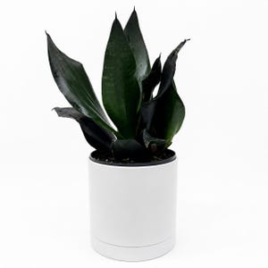 black coral snake plant's site burpee.com Black Coral Snake Plant - Sansevieria - Almost Impossible to kill main image 0