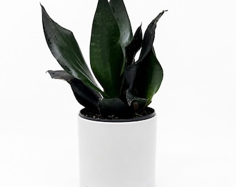 succulent plant price 6 Pack