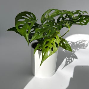 Monstera Swiss Cheese 4" pot