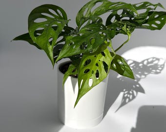 Monstera Swiss Cheese 4" pot