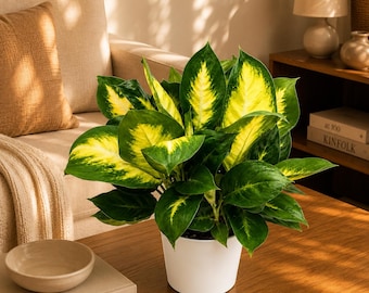 Dieffenbachia ‘Camille’ 6” Pot – Classic Variegated Dumb Cane | Easy-Care Indoor Houseplant | Lush Tropical Home Decor