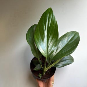 Rhaphidora Decursiva Dragon Tail 4&quot; Pot Variegated Houseplant with Unique Leaves Easy Care Beginner Friendly Live Tropical Plant for Indoor