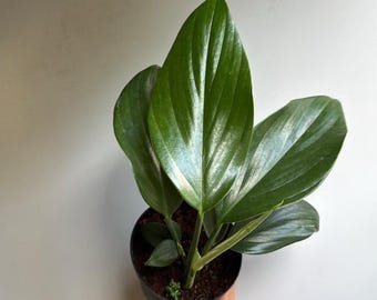 Rhaphidora Decursiva Dragon Tail 4" Pot Variegated Houseplant with Unique Leaves Easy Care Beginner Friendly Live Tropical Plant for Indoor