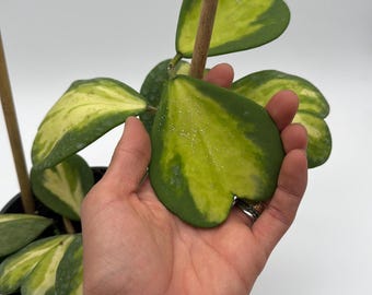 Variegated Hoya Kerrii on Bamboo Hoop, 6" Potted Heart Leaf Plant