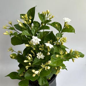 May include: A jasmine plant with vibrant green leaves and clusters of white flowers and buds. The plant is in a black pot, with several open blossoms and many unopened buds, suggesting a continuous bloom.