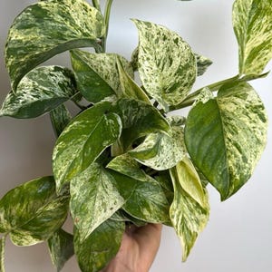 May include: Close-up of a houseplant with large, variegated leaves. The leaves are primarily green with splashes of creamy white and yellow. The plant has a lush, full appearance, with multiple leaves visible.