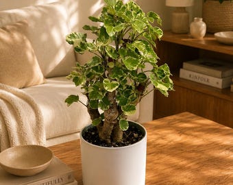 Variegated Aralia Balfouriana Pre-Bonsai Tropical House Plant (6" Pot)