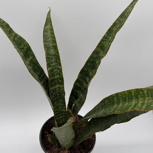 soil for zz plant Zamioculcas zamiifolia, 