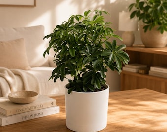 May include: A Schefflera plant with glossy, dark green, palmately compound leaves potted in a smooth, matte white cylindrical ceramic planter. The plant sits on a wooden surface next to two stacked books with the text Live Beautifully and This Is Home.