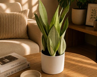 Moonshine Snake Plant 6" pot | Rare Silver Sansevieria, Easy Care