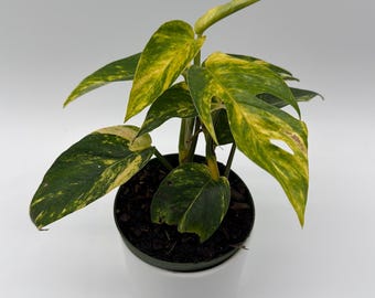 Epipremnum Yellow flame 4" pot  Rare plant collector's plant  new arrival