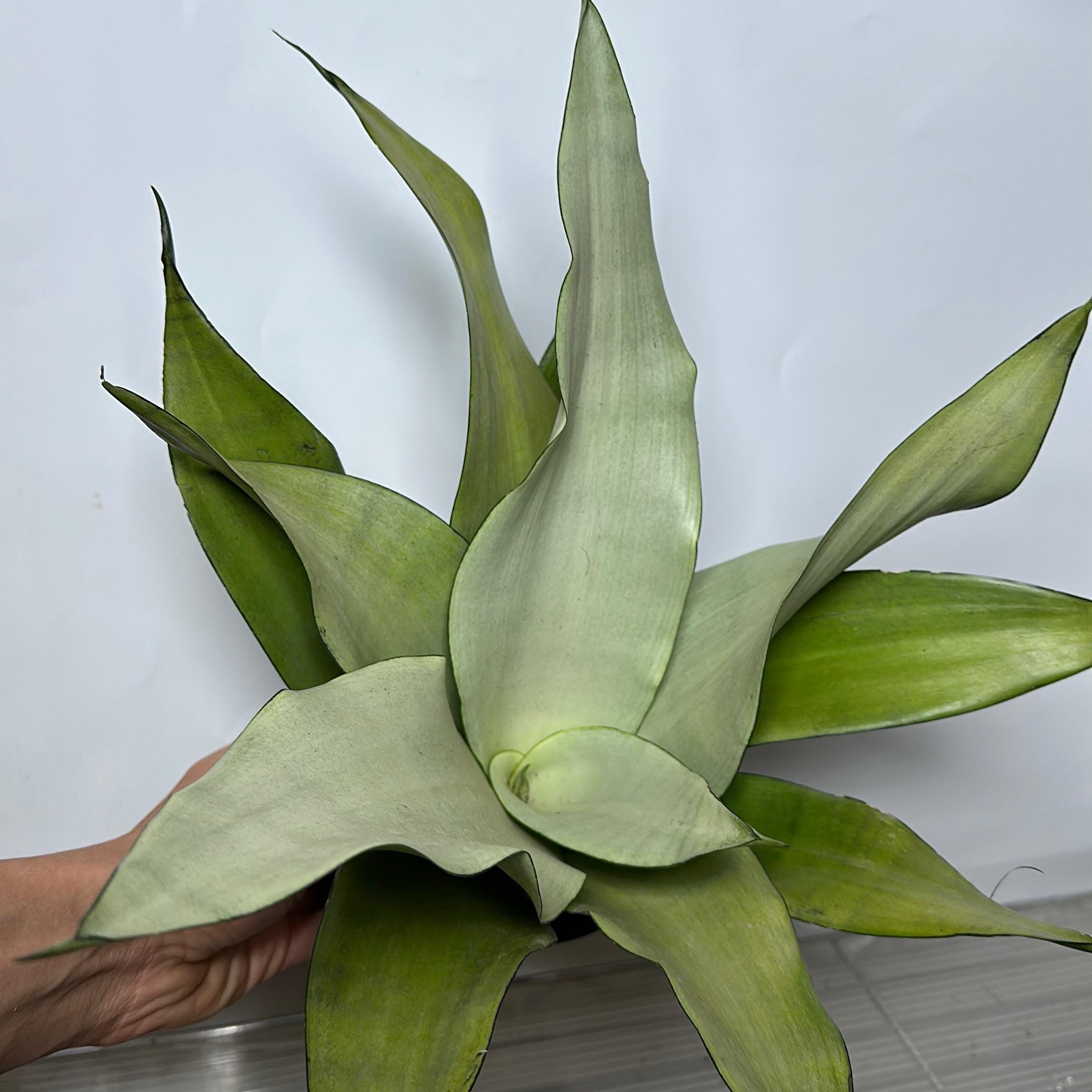Silver Python Plant Silver Snake Plant 4