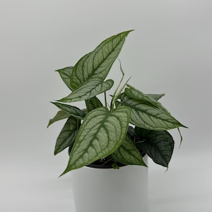 Monstera Siltepecana El Salvador - Etsy