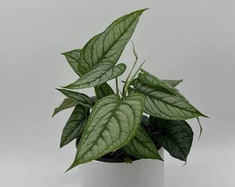 Rare Monstera Siltepecana 'El Salvador' – 6"pot  Silver Vein Climbing Aroid