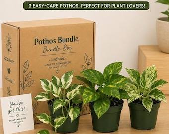 Pothos Plant Mystery Box – 3 Live Indoor Varieties, Easy Care