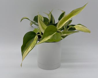 Philodendron Hederaceum ‘Rio’ 4” Pot Rare Variegated Silver Cream