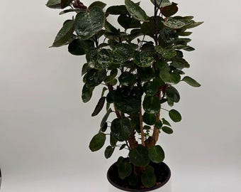 Aralia Fabian Pre-Bonsai Plant 6" pot  Polyscias Fabian Tropical Houseplant
