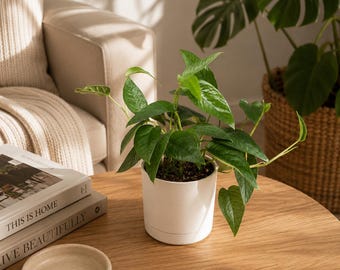 Pothos Cebu Blue 4” pot - Fast-Growing Tropical Houseplant with Silvery-Blue Metallic