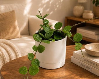 Hoya Mathilde 'Splash' Pet-Safe indoorplant 4" Pot