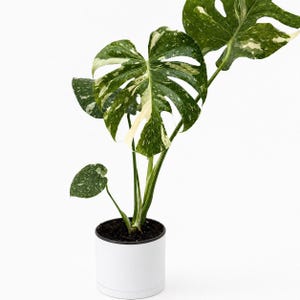May include: A potted Monstera plant with large, green leaves speckled with white variegation. The plant is in a white cylindrical pot with a black rim, set against a white background. The leaves have a distinctive split-leaf pattern.