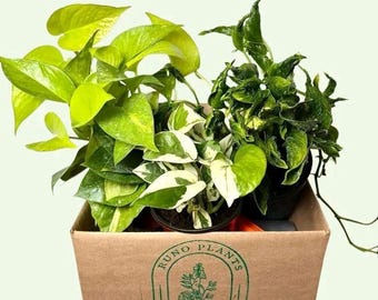Pothos Plant Mystery Box – 3 Live Indoor Varieties, Easy Care