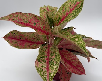 May include: A close-up of a potted Aglaonema plant with large, variegated leaves. The leaves display a mix of green, pink, and red hues, with a prominent pink central vein. The plant is set against a plain white background.