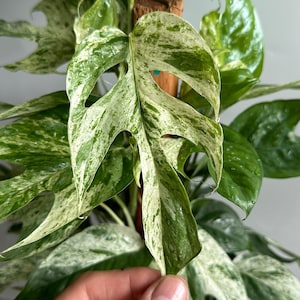 May include: Close-up of a variegated Monstera plant leaf. The leaf is a vibrant green with white and cream-colored variegation. The leaf has several holes and is held by a hand. The plant is attached to a wooden pole.