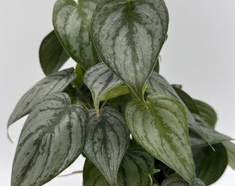 best flower pot for snake plant Designer Snake Planter Pot With Saucer – Plant Vault main image 0