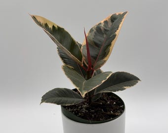Ficus Tineke Variegated 6" House Plant Ideal for Beginners Indoor Home Decoration